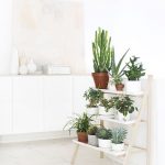 Decorar con plantas 1