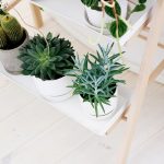 Decorar con plantas 5