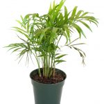 foto planta en maceta