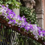 post plantas en el hogar