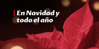 Cómo cuidar la flor de pascua y que vuelva a florecer el próximo año cuidar la flor de pascua