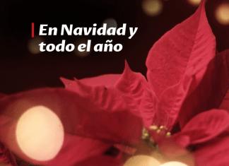 Cómo cuidar la flor de pascua y que vuelva a florecer el próximo año cuidar la flor de pascua