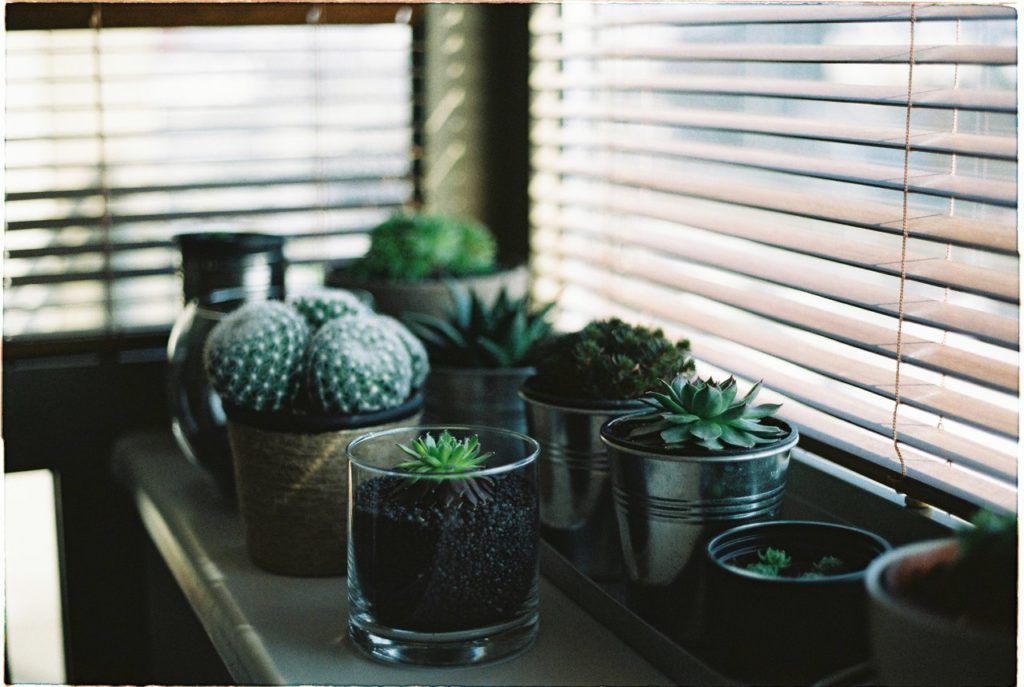 decorar tu hogar con plantas