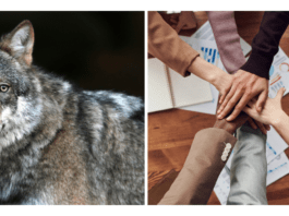 ¿Asesor independiente o asociarse a RE/MAX Venezuela? ¿Lobo solitario o en manada? Inmobilia-asociarte-con-Remax-Venezuela.