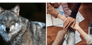 ¿Asesor independiente o asociarse a RE/MAX Venezuela? ¿Lobo solitario o en manada? Inmobilia-asociarte-con-Remax-Venezuela.