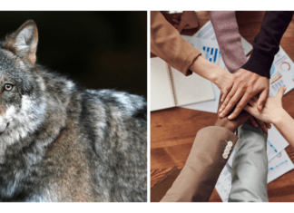 ¿Asesor independiente o asociarse a RE/MAX Venezuela? ¿Lobo solitario o en manada? Inmobilia-asociarte-con-Remax-Venezuela.